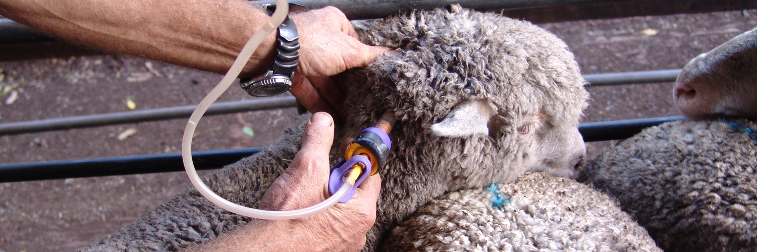 واکسن گوسفندان