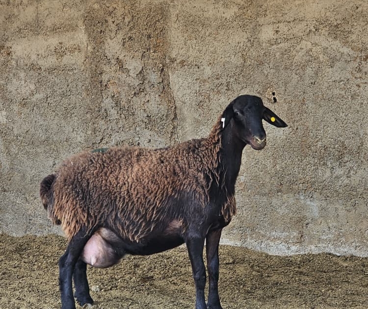 میش آبستن شده با قوچ هتروزیگوت و هموزیگوت