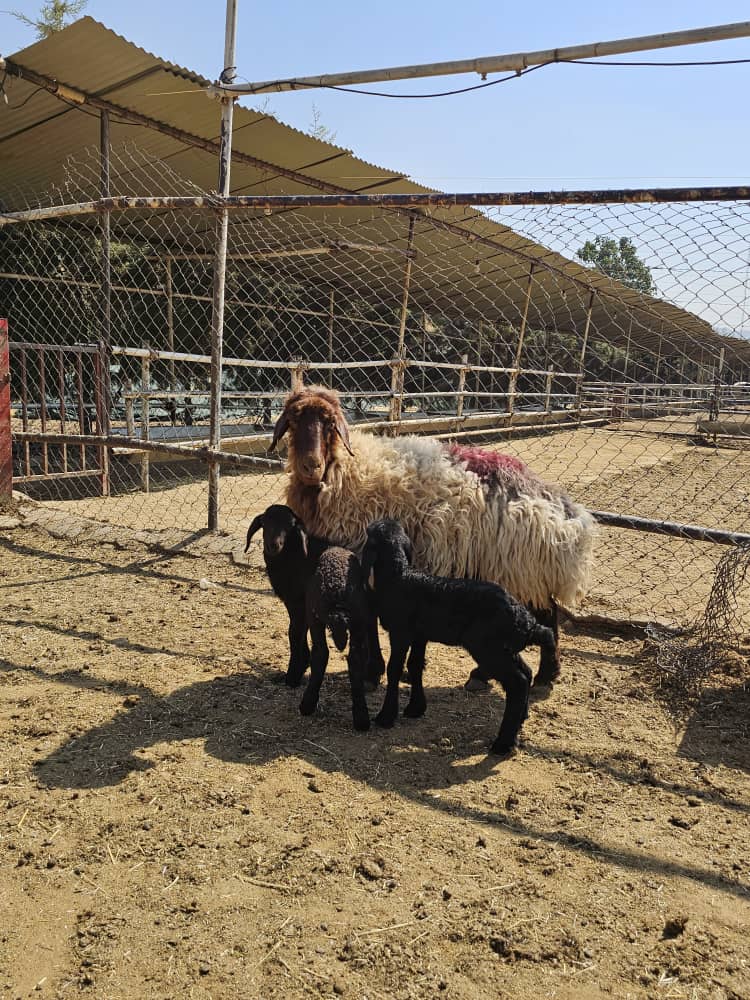 مزایای استفاده از قوچ همو در گله