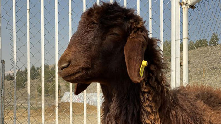 بره ماده افشاری