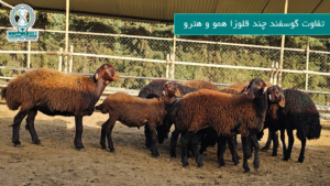 تفاوت گوسفند همو و هترو