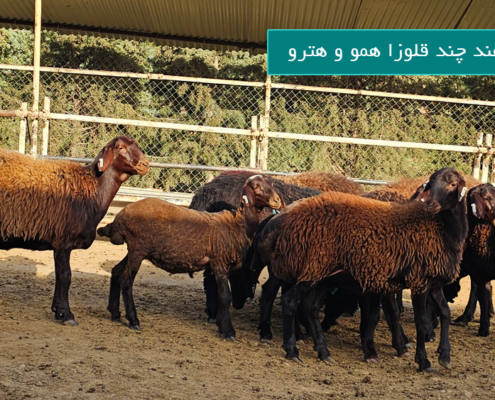 تفاوت گوسفند همو و هترو