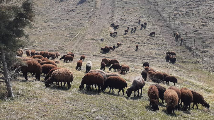 میش افشاری با بره
