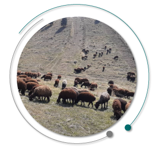 میش افشاری با بره
