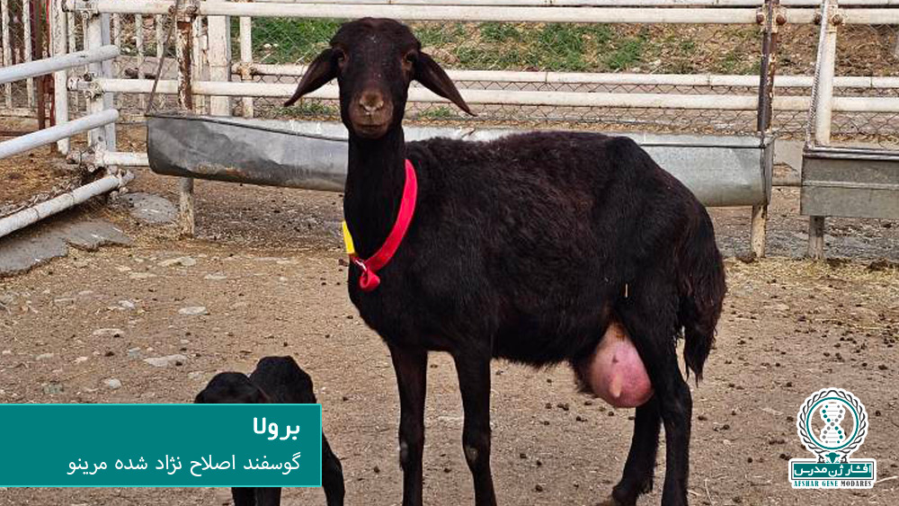 برولا و مرینو