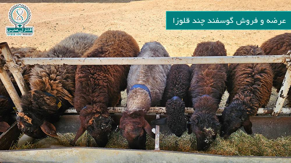 خرید گوسفند چند قلوزا