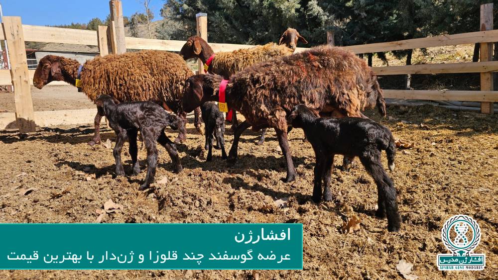 عرضه گوسفند چند قلوزا و ژن دار با بهترین قیمت
