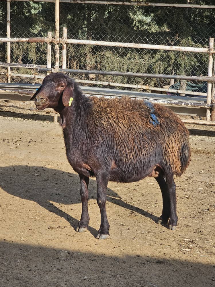 اصلاح نژاد گوسفند