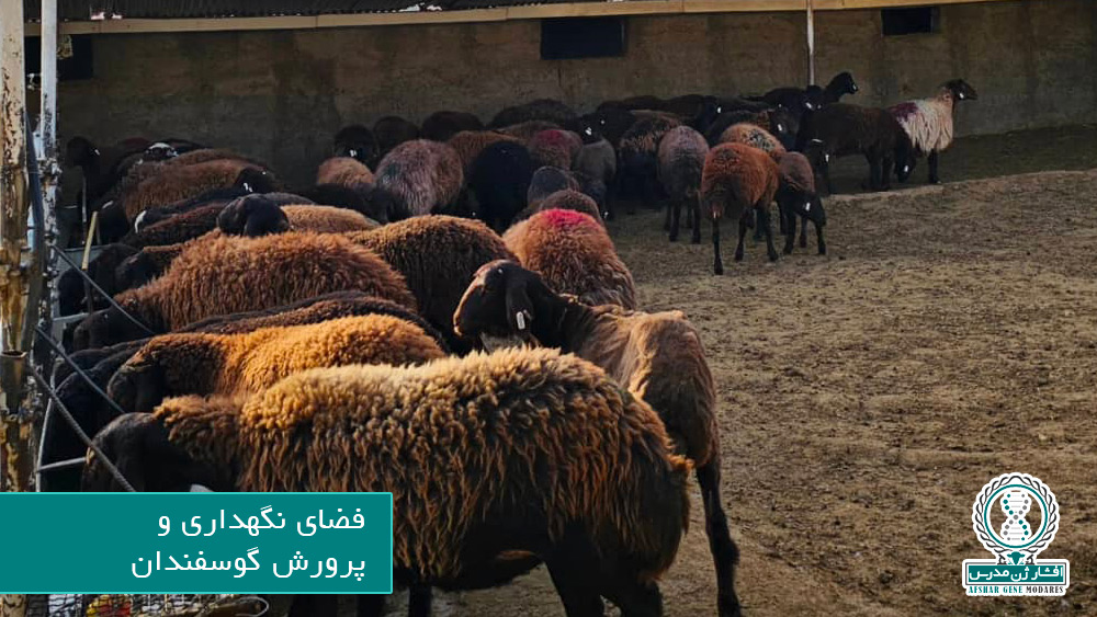 فضای نگهداری و پرورش گوسفندان