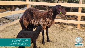 فضای نگهداری و پرورش گوسفندان