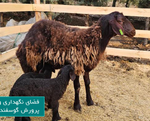 فضای نگهداری و پرورش گوسفندان