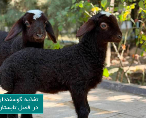 تغذیه گوسفندان در تابستان