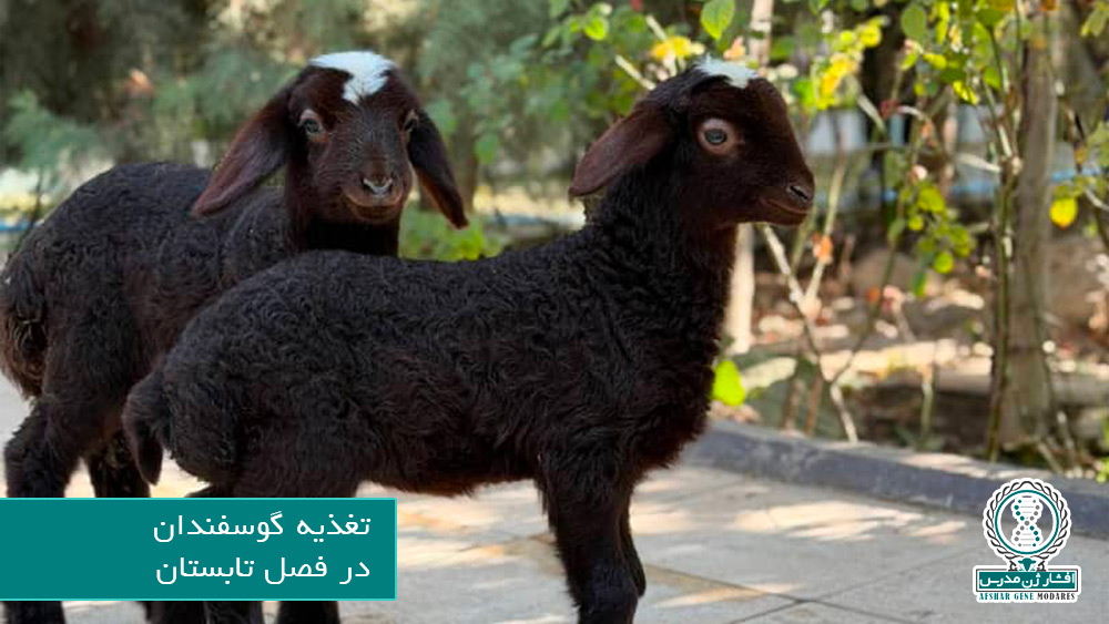 تغذیه گوسفندان در تابستان