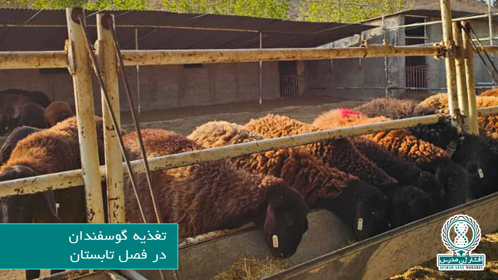 تغذیه گوسفندان در تابستان