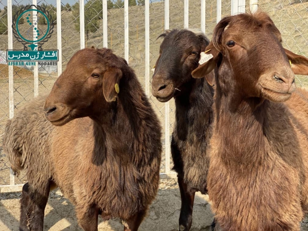 ارسال بره ماده هترو به نیشابور