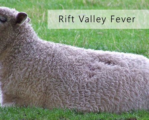 تولید بره در پرورش گوسفند به روش نوین چگونه است؟