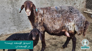 اسیدوز گوسفند