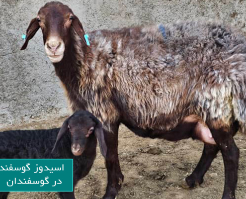 اسیدوز گوسفند