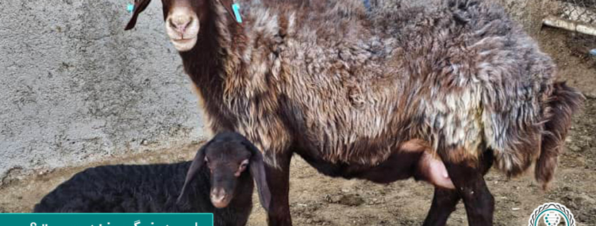 اسیدوز گوسفند