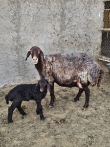 اسیدوز گوسفند چیست؟