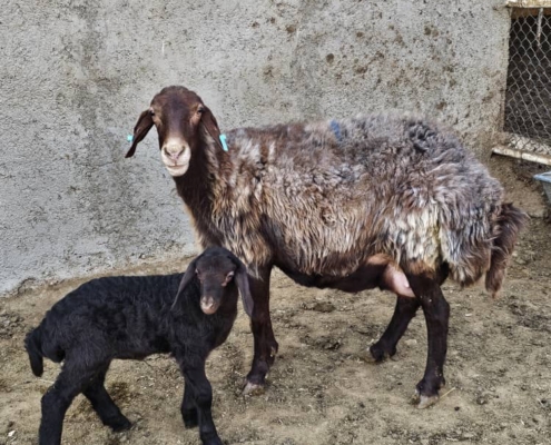 اسیدوز گوسفند چیست؟