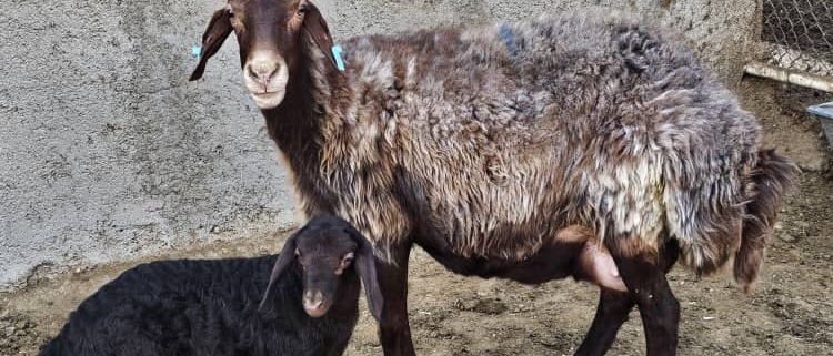 اسیدوز گوسفند چیست؟