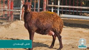 فحلی گوسفندان