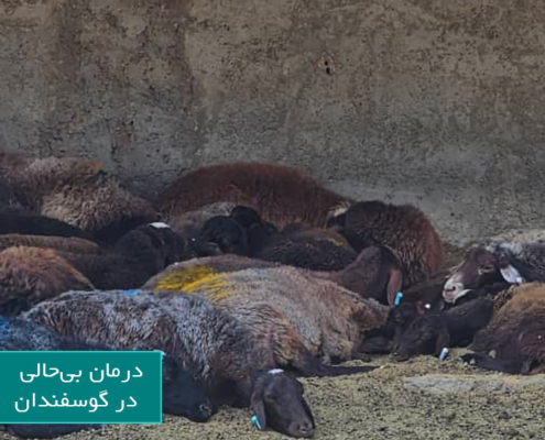 بی حالی در گوسفندان