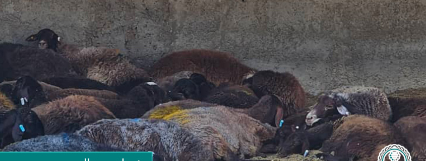 بی حالی در گوسفندان