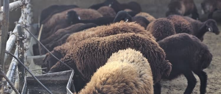 راهنمای کامل درمان بی اشتهایی گوسفندان