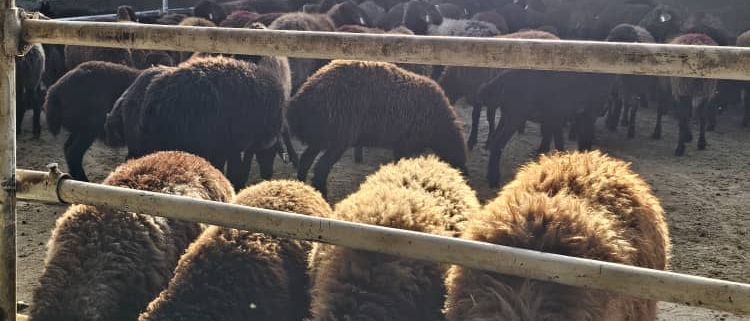 درمان فوری اسهال گوسفندان