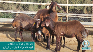 شرایط پرورش و نگهداری گوسفند چند قلوزا در ایران