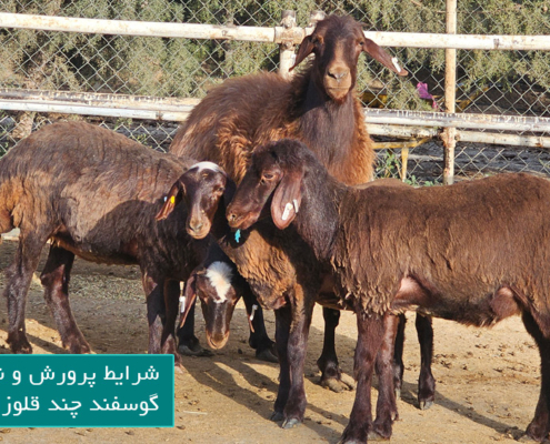 شرایط پرورش و نگهداری گوسفند چند قلوزا در ایران