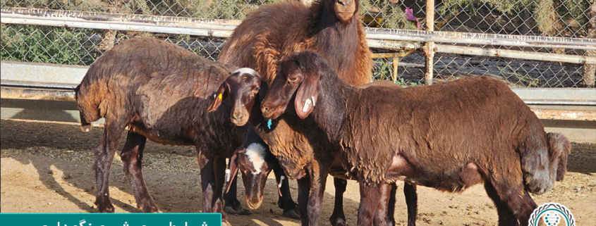 شرایط پرورش و نگهداری گوسفند چند قلوزا در ایران