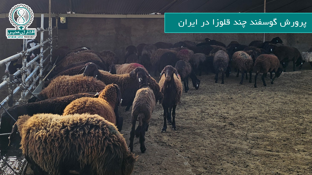 پرورش گوسفند چند قلوزا در ایران