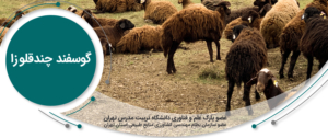 گوسفند چند قلوزا