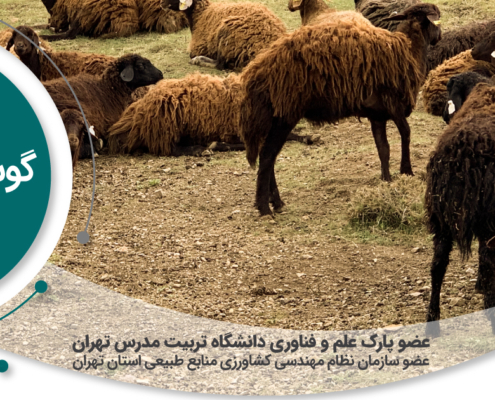 گوسفند چند قلوزا
