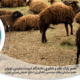 گوسفند چند قلوزا