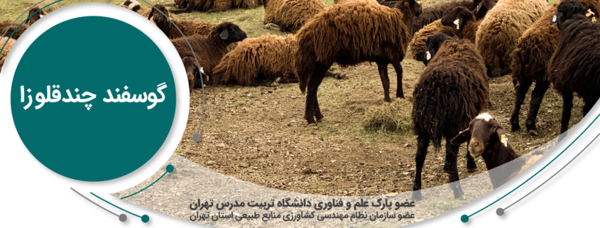 گوسفند چند قلوزا