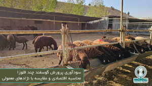 سودآوری پرورش گوسفند چند قلوزا