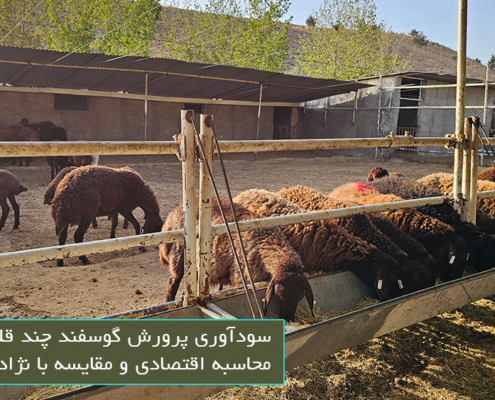 سودآوری پرورش گوسفند چند قلوزا