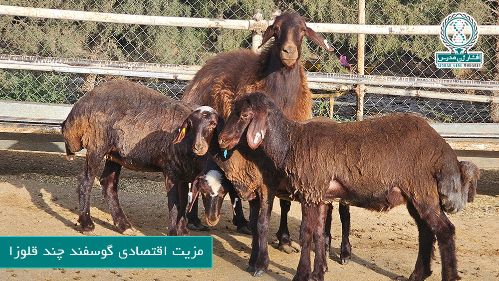 مزیت اقتصادی گوسفند چند قلوزا