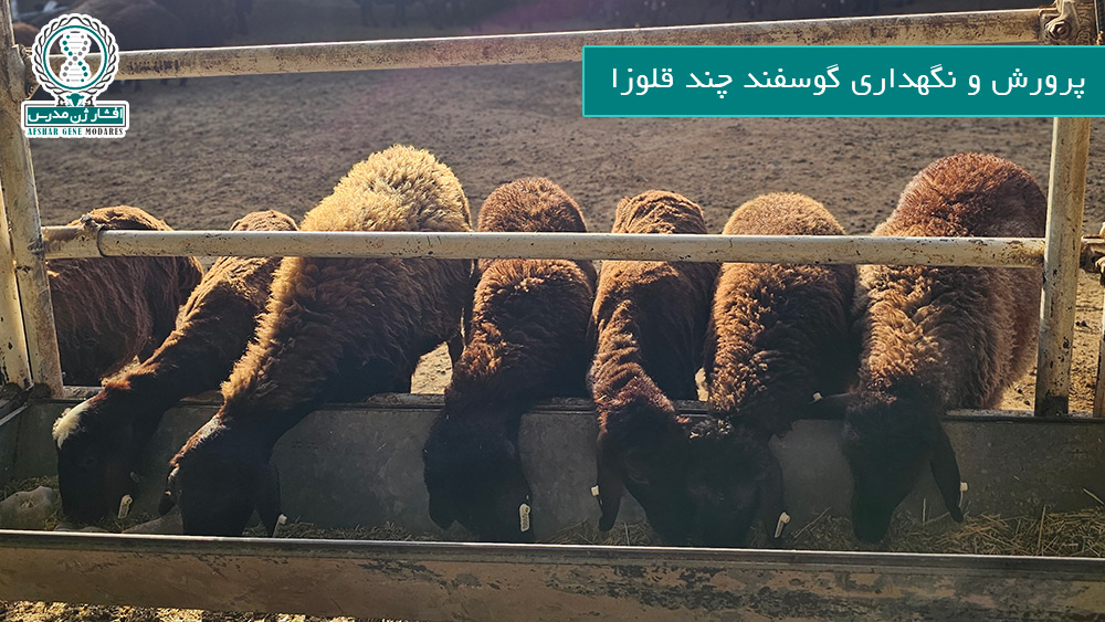 پرورش و نگهداری گوسفند چند قلوزا