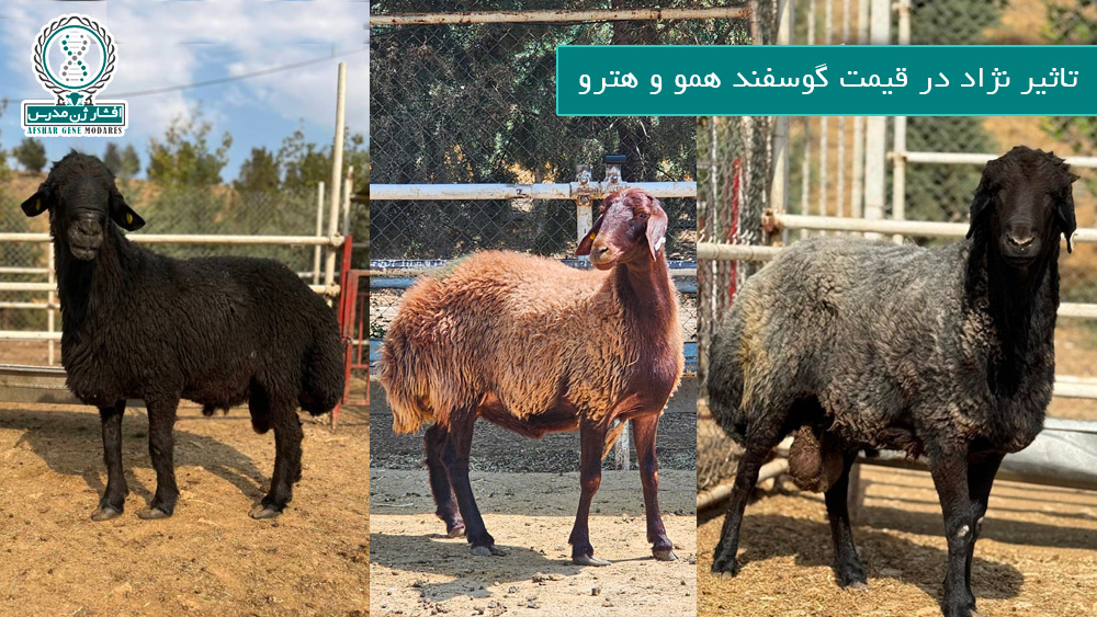 تاثیر نژاد در قیمت گوسفند همو و هترو