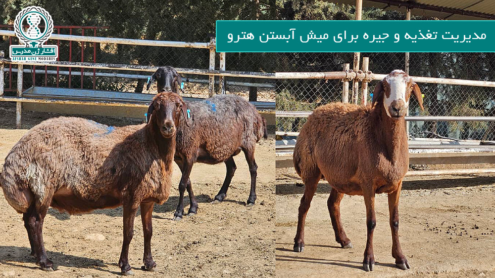مدیریت تغذیه و جیره برای میش آبستن هترو