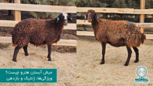 میش آبستن هترو چیست