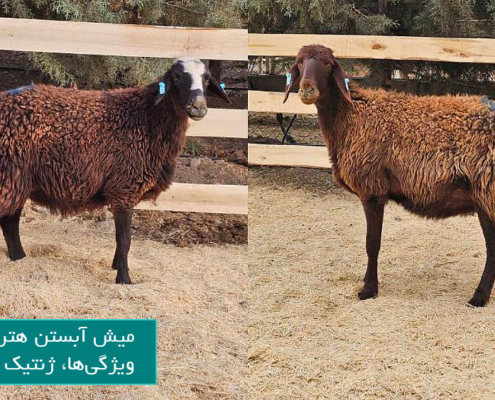 میش آبستن هترو چیست