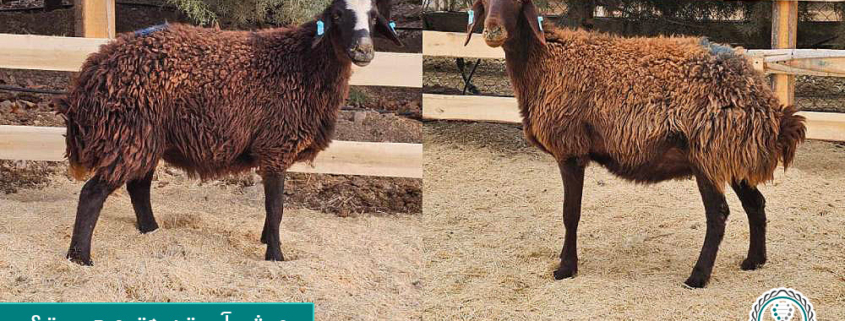 میش آبستن هترو چیست