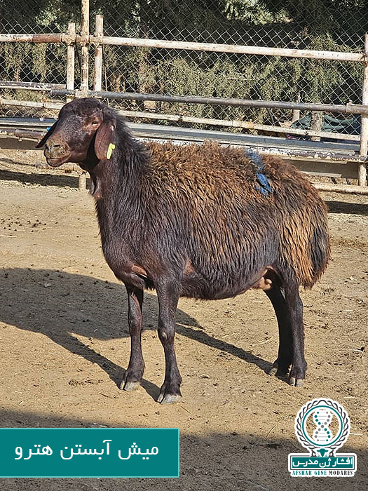 میش آبستن هترو