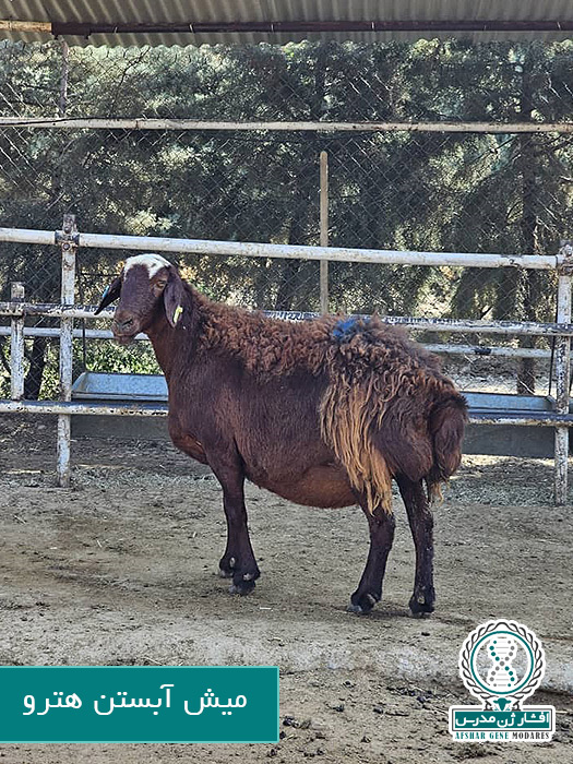 میش آبستن هترو